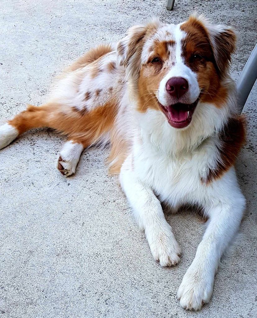 Sushi Du Domaine Des Perles D'Ambène