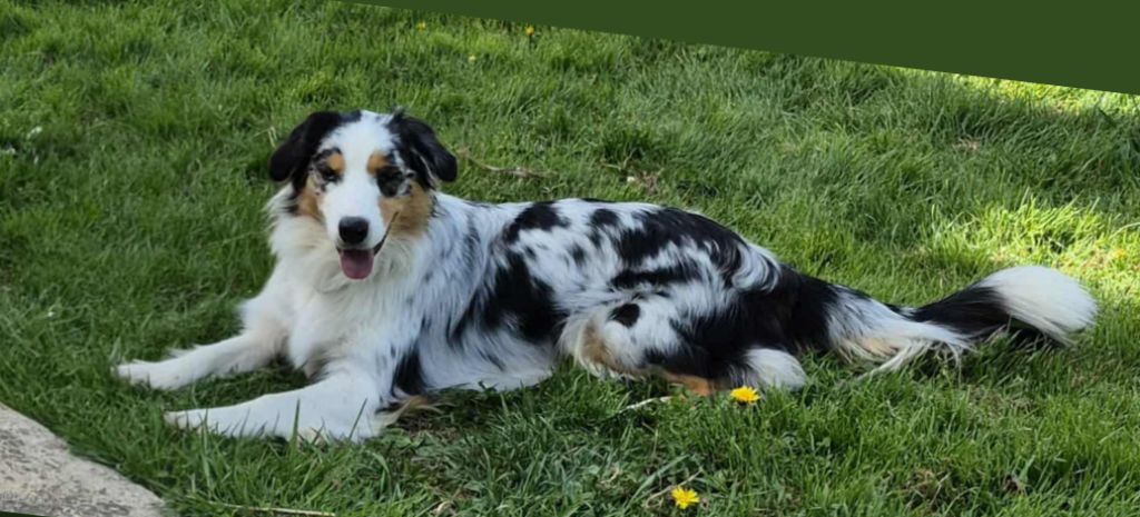 Valentine Des Champs De Beyssac