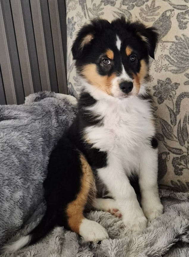 Arran Du Grand Chêne De La Vallée Noire