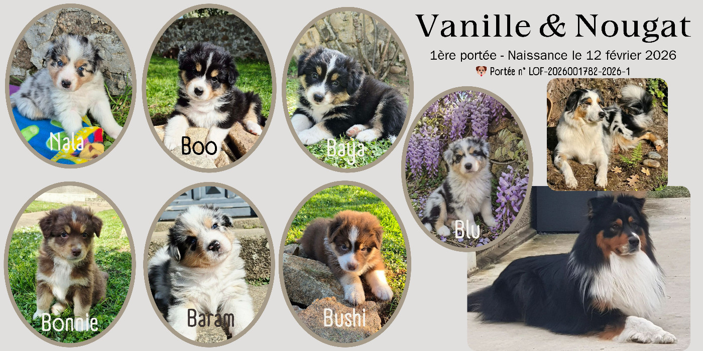 Portée 12/02/2026 : Vanille x Nougat