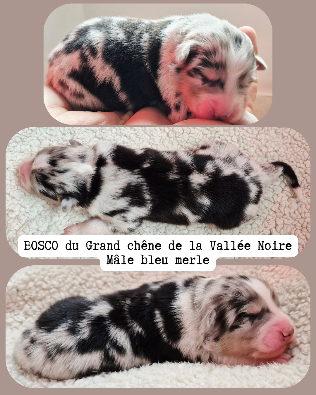 Du Grand Chêne De La Vallée Noire - Chiots disponibles - Berger Australien