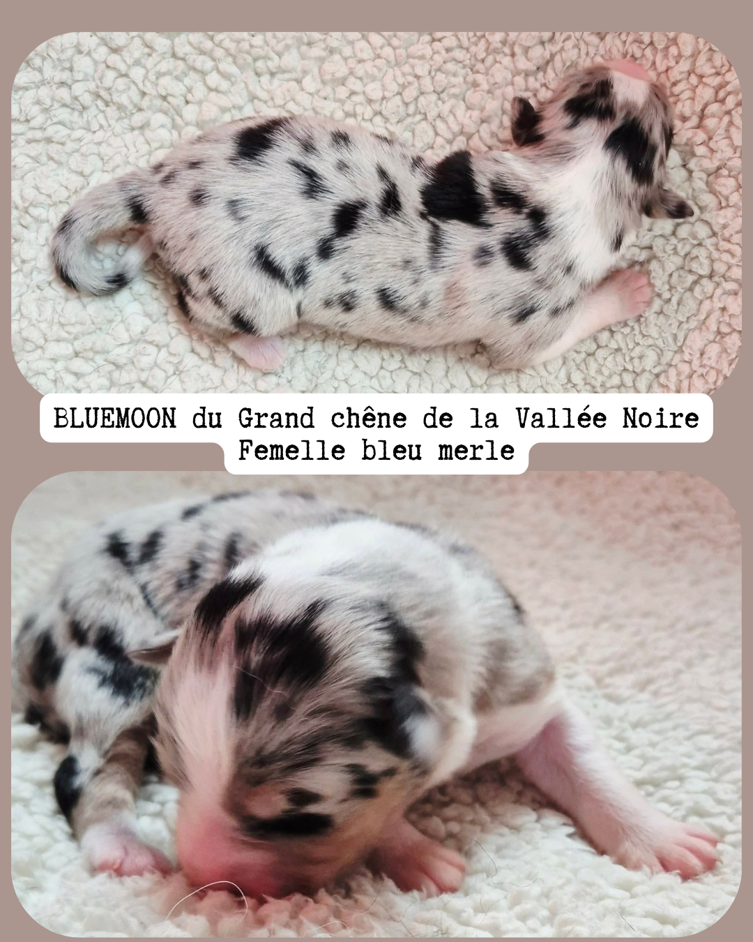 Du Grand Chêne De La Vallée Noire - Chiots disponibles - Berger Australien