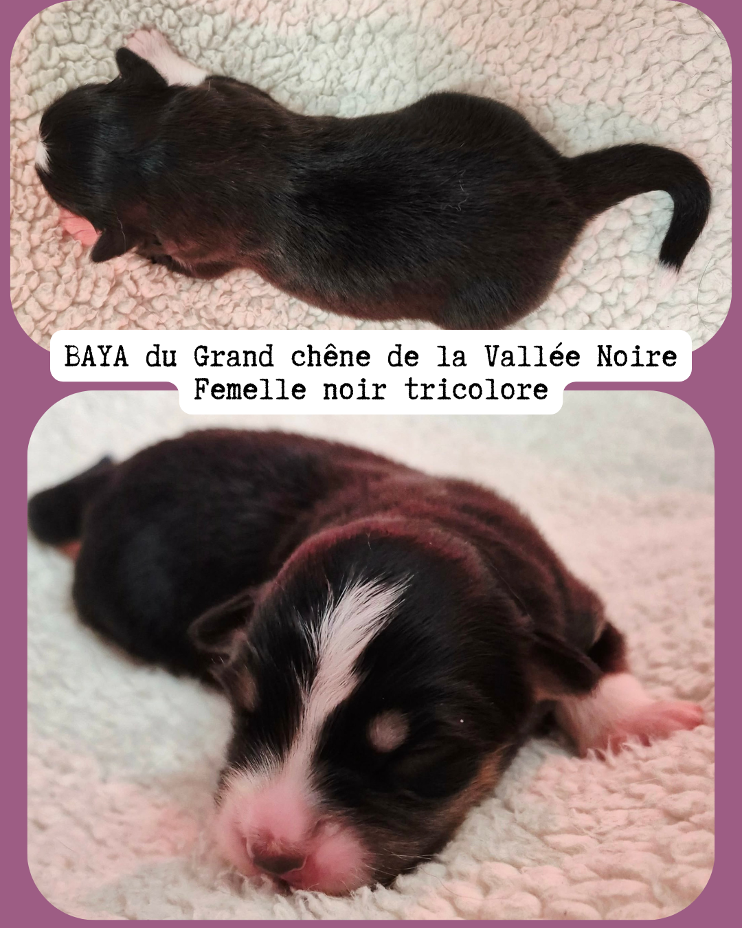 Du Grand Chêne De La Vallée Noire - Chiots disponibles - Berger Australien