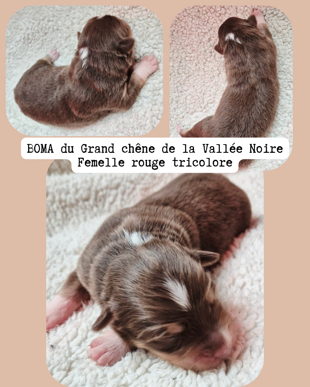 Du Grand Chêne De La Vallée Noire - Chiots disponibles - Berger Australien