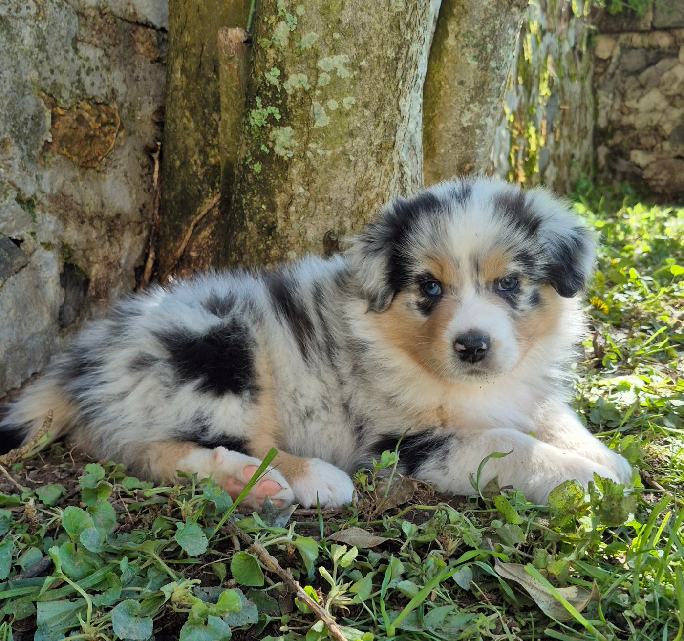 Chiot Berger Australien Du Grand Chêne De La Vallée Noire