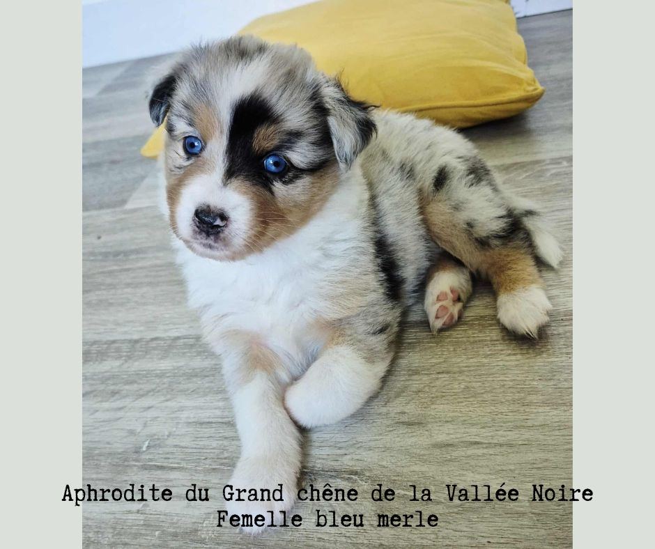 Du Grand Chêne De La Vallée Noire - Chiots disponibles - Berger Australien