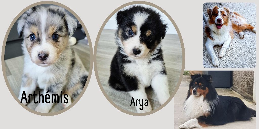 Du Grand Chêne De La Vallée Noire - Berger Australien - Portée née le 28/08/2025