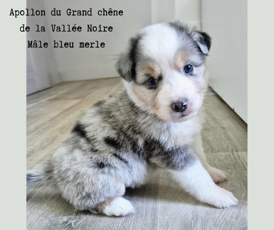 Du Grand Chêne De La Vallée Noire - Chiots disponibles - Berger Australien