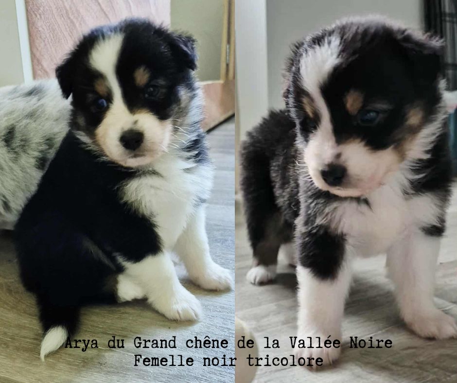 Du Grand Chêne De La Vallée Noire - Chiots disponibles - Berger Australien